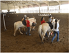 Children riding horses with the help of GaitWay employees