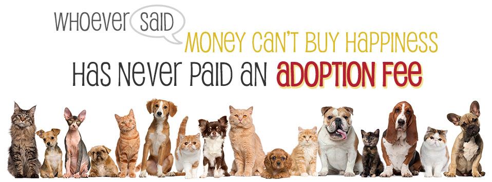 adoption banner