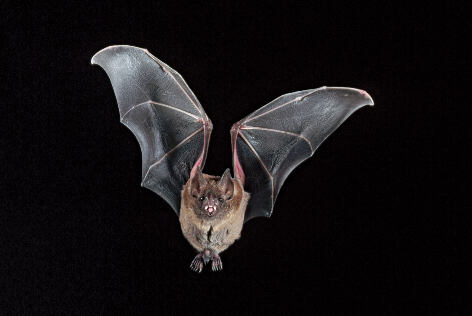 bat flying