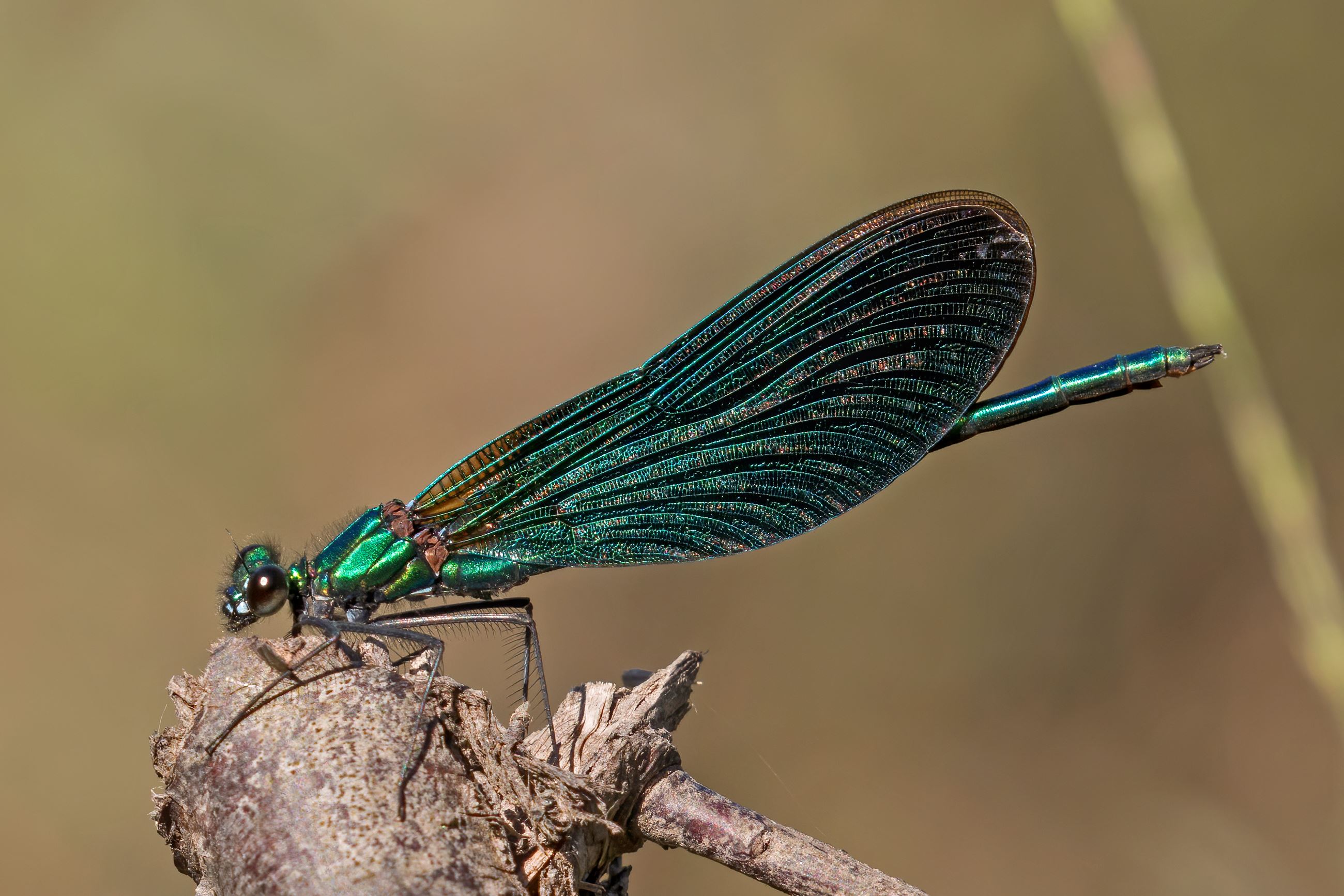 Damselfly resting