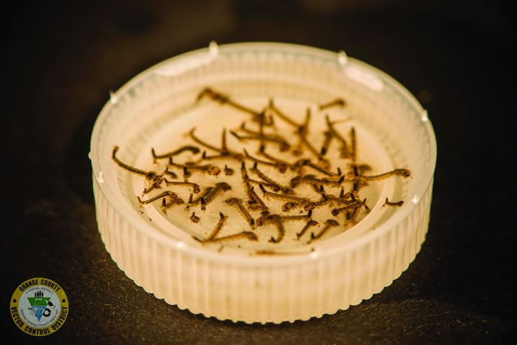bottle cap full of mosquito larvae